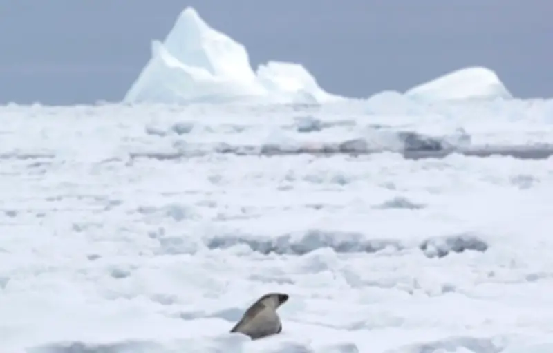 La banquise antarctique affiche un niveau minimal proche de la moyenne historique