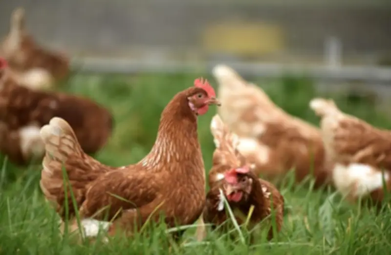 La Communauté de communes Maremne Adour Côte Sud lance un appel à projets agricoles locaux