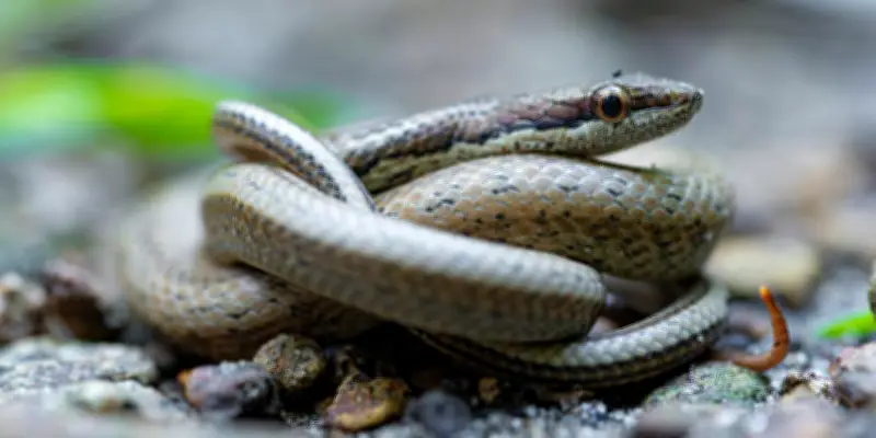 La couresse des Saintes, serpent endémique de Guadeloupe, étudiée par pièges photographiques