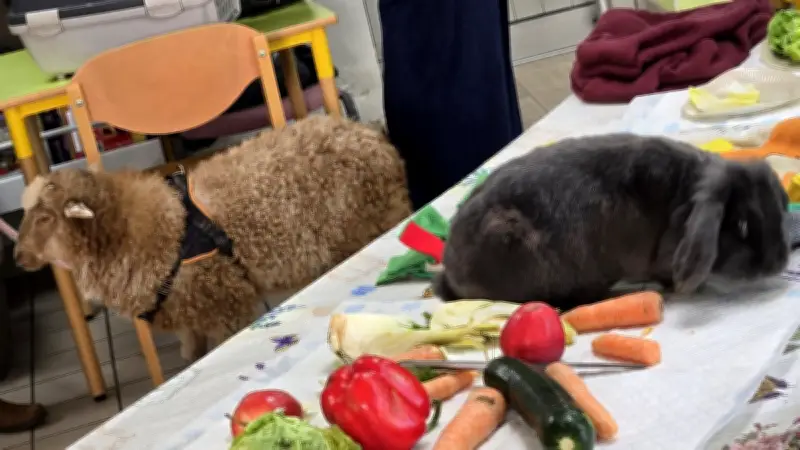 La ferme pédagogique de Rousson investit la médiathèque Germinal pour une rencontre animale
