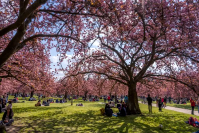La folie des cerisiers en fleurs s'empare de la région parisienne