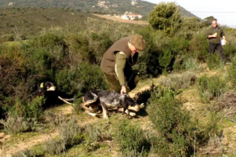 La Fondation Bardot s'oppose au « brevet de chiens courants sur sangliers » à Gassin