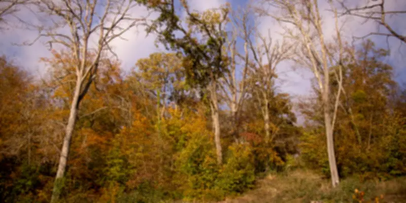La forêt de Chantilly adapte ses chênes au réchauffement climatique