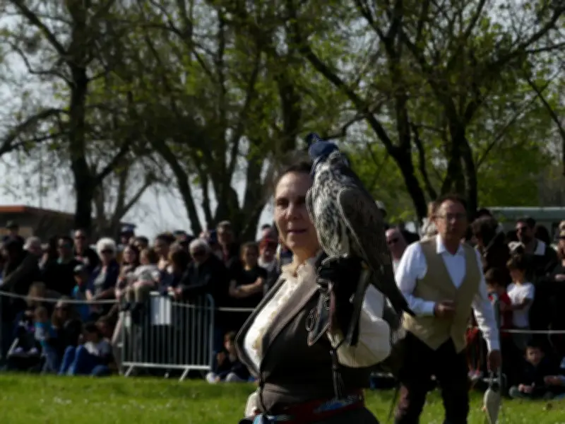 La Fête des rapaces attire un public nombreux à Terres d'oiseaux