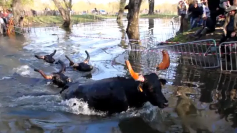 La Gase de Fons : 2 000 spectateurs pour la traversée spectaculaire des taureaux à la nage
