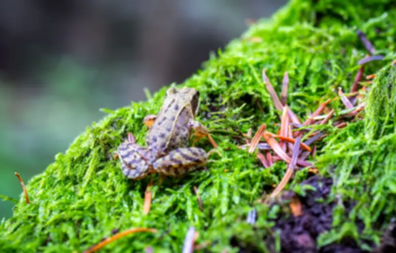 La grenouille des bois : survivre à l'hiver grâce à une tolérance au gel exceptionnelle