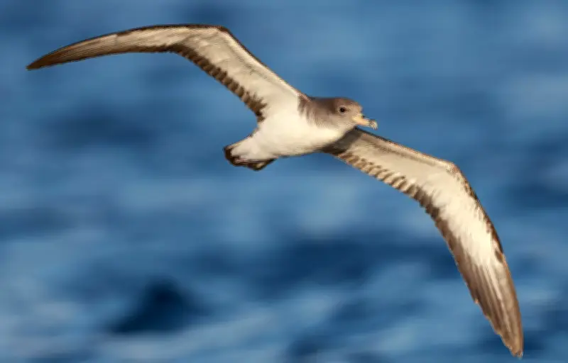 La mémoire spatiale exceptionnelle des oiseaux migrateurs dévoilée