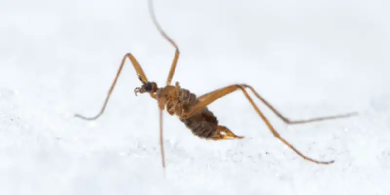 La mouche des neiges : une physiologie unique entre ours polaire et poisson arctique