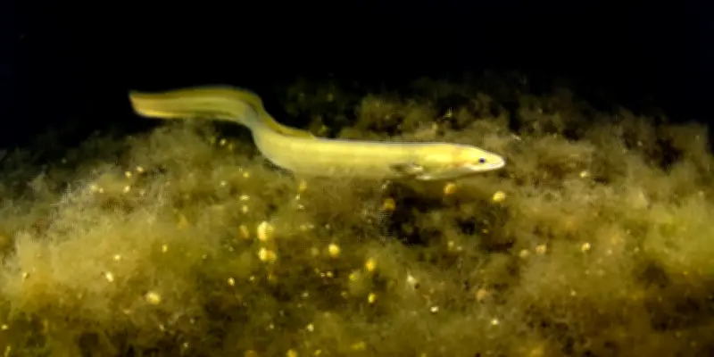 La pêche récréative de l'anguille jaune reste autorisée malgré son statut critique