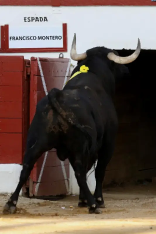 La peña Campo Charro célèbre les toros exceptionnels de Dolores Aguirre lors d'une soirée