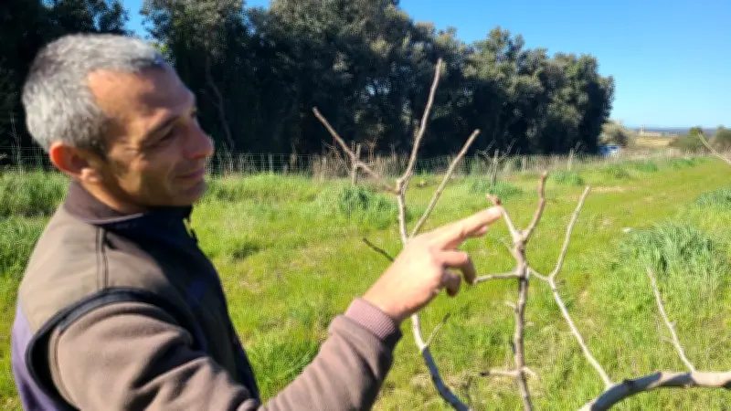 La pistache fait son retour dans le Gard : une diversification agricole face au changement climatique