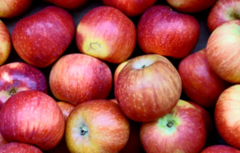 La pomme, un fruit aux multiples bienfaits nutritionnels pour la santé quotidienne