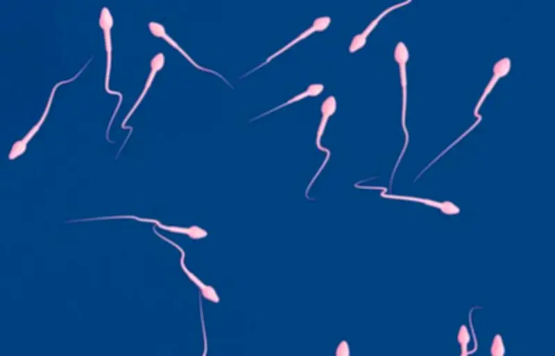 L'abstinence sexuelle altère la qualité des spermatozoïdes, révèle une étude