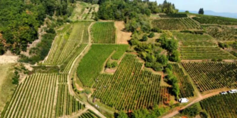 L'Alsace réinvente son vignoble : le rouge s'impose comme l'avenir de la région