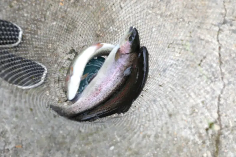 L'amicale de pêche lance la saison de la truite avec un grand lâcher à Saint-Seurin-sur-l'Isle