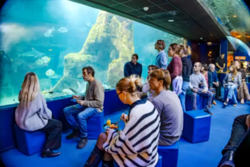 L'Aquarium de Biarritz propose une expérience unique : dîner avec les requins en 2026