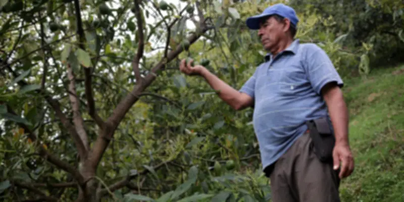 L'avocat hass colombien prospère, mais menace les villages et écosystèmes