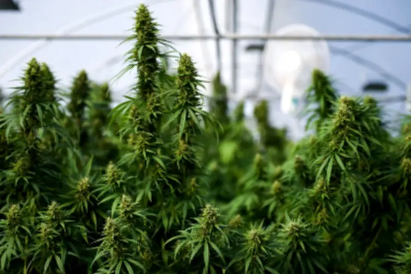 Le cannabis thérapeutique inefficace contre les troubles mentaux selon une étude du Lancet