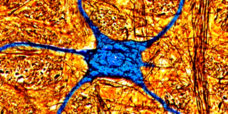 Le cerveau des octogénaires peut encore fabriquer de nouveaux neurones