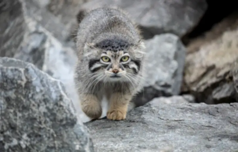 Le chat de Pallas : un survivant des steppes glaciales d'Asie centrale