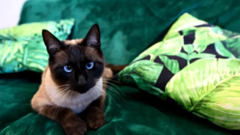 Le chat Végas, assistant santé atypique au collège Daudet d'Alès