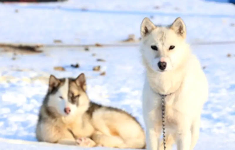 Le Chien du Groenland : une merveille d'adaptation au froid extrême de l'Arctique