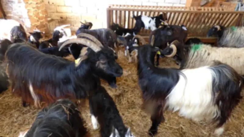 Le collectif Ahuntz Pirenaika valorise la chèvre pyrénéenne au Pays basque