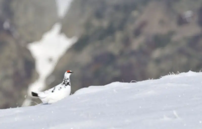 Le Conseil d'État suspend la chasse au lagopède alpin pour cinq ans