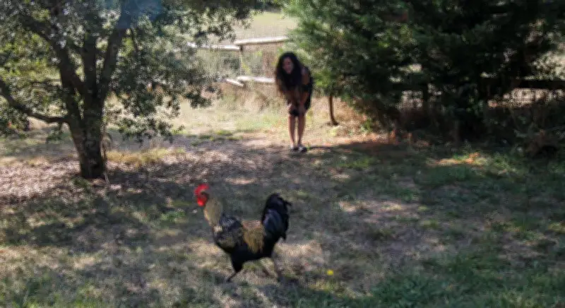 Le coq Coquelicot devant la justice : un conflit rural qui interroge les nuisances sonores