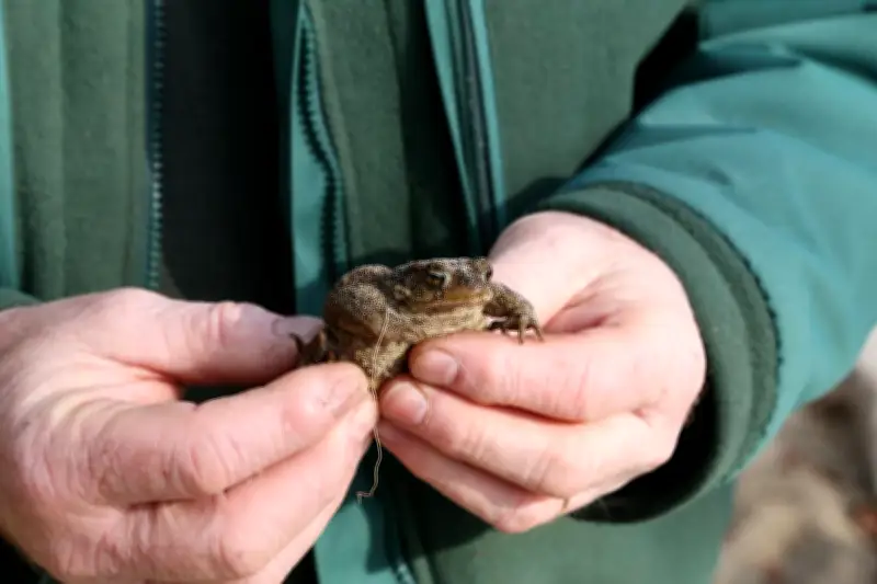 Le crapaudrome d'Hourtin : une initiative écologique pour sauver les amphibiens