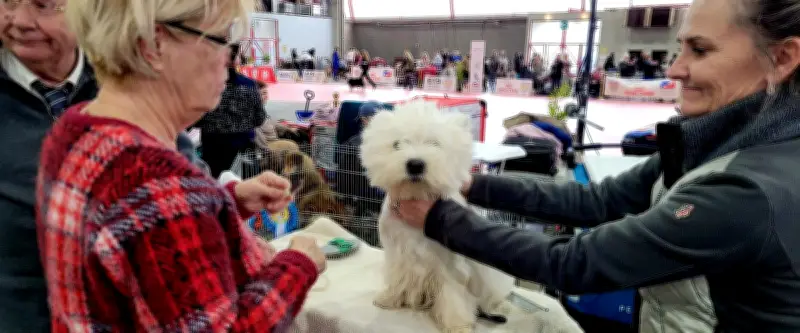 Le Cévennes Dog Show illumine Alès avec un concours de beauté canine