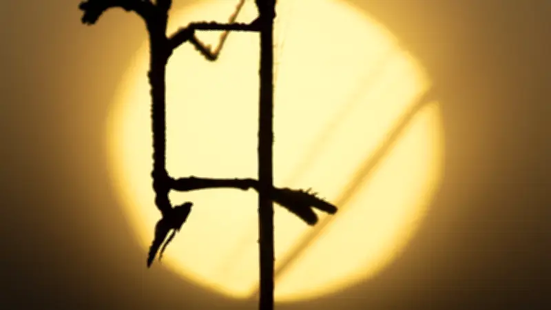 Le diablotin, fantôme de la garrigue, exposé à la Maison de la nature de Lattes