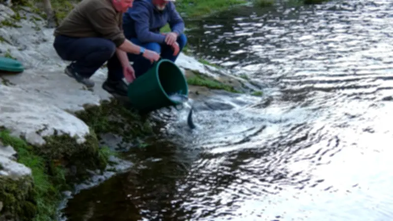 Le Fario club du Val-de-Cèze relance la pêche avec des lâchers de truites