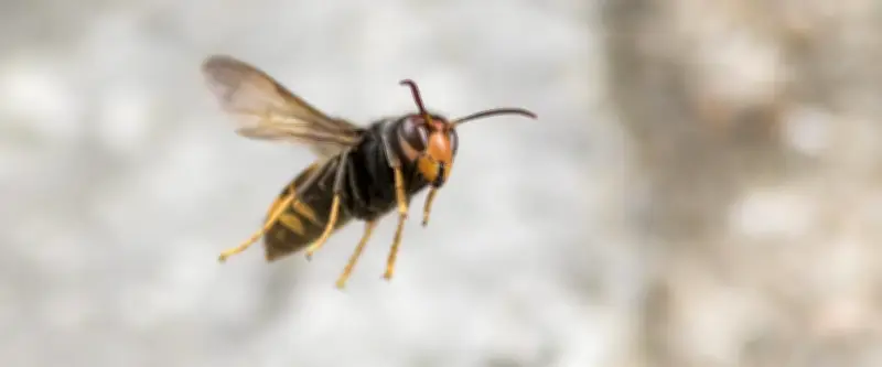 Le frelon à pattes jaunes fait son retour : comment agir pour prévenir l'invasion