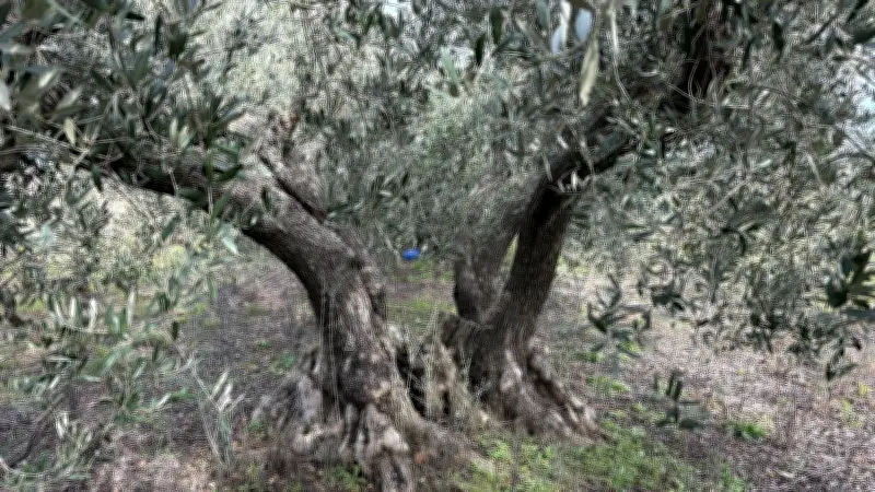 Le gel de 1956 à Lunel-Viel : une catastrophe qui transforma un village