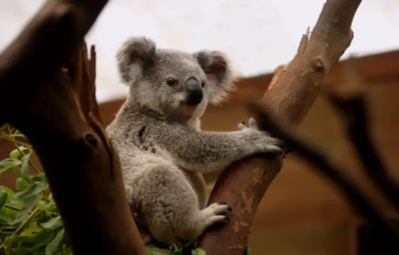 Le koala, un exemple de résilience génétique face au risque d'extinction