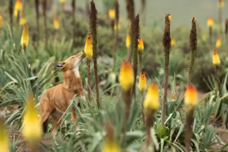 Le loup d'Éthiopie, prédateur et pollinisateur, révélé dans un film documentaire