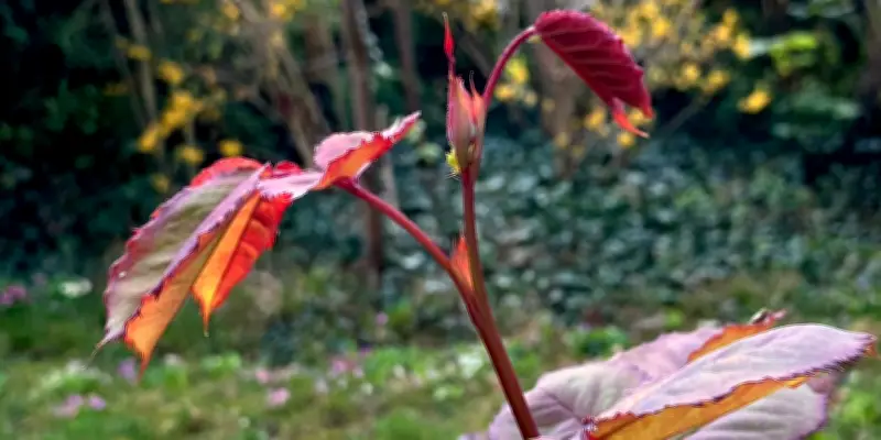 Le mystère des jeunes feuilles rouges au printemps enfin élucidé
