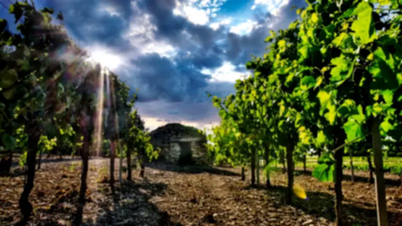 Le "Paquet Vins" européen adopté pour soutenir la filière viticole en crise