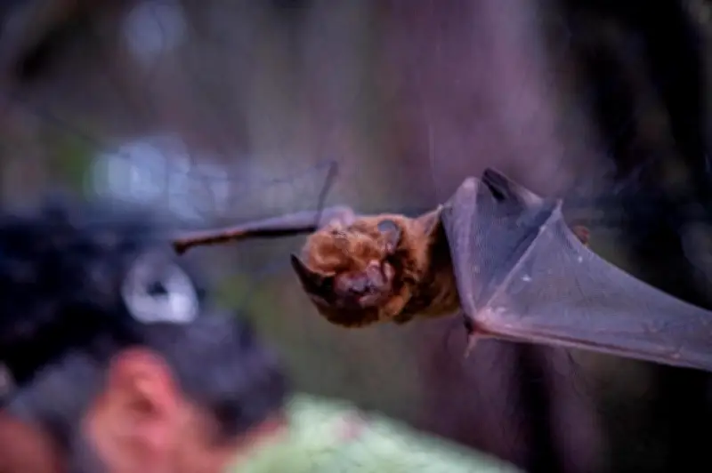 Le Parc naturel du Médoc protège les chauves-souris, alliées des viticulteurs
