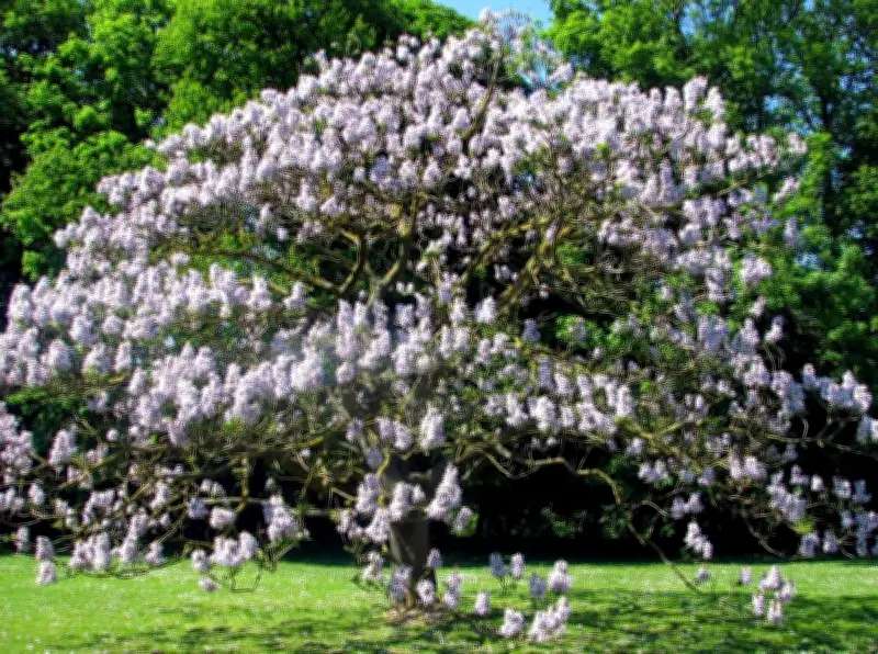 Le Paulownia, l'arbre impérial : atouts et limites pour votre jardin du Sud-Ouest