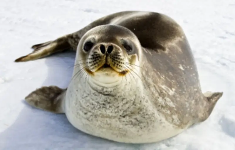Le phoque de Weddell : champion d'apnée grâce à une physiologie exceptionnelle