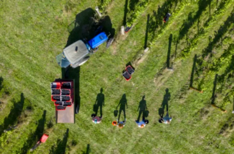 Le Pinot Noir existait déjà au Moyen Âge, révèle une étude paléogénétique