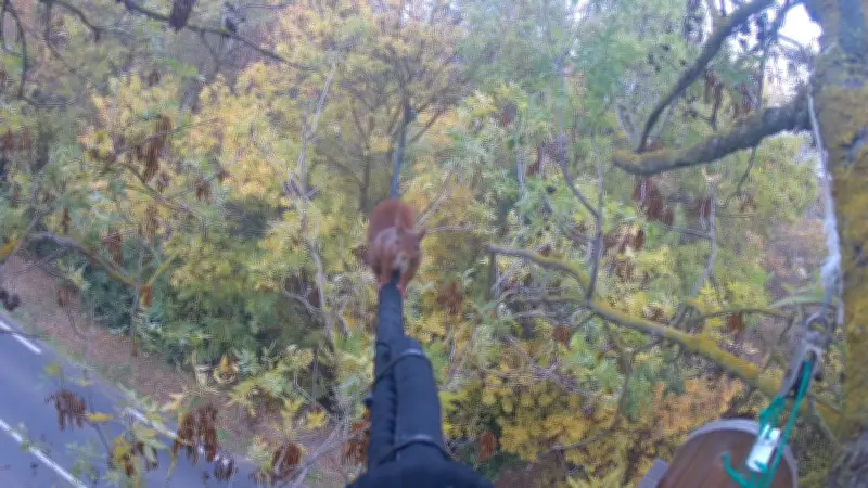Le pont pour écureuils de Bessan : une réussite pour la biodiversité après trois ans