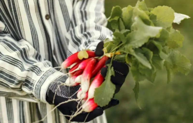 Le radis, un légume de printemps aux multiples bienfaits nutritionnels et vertus santé