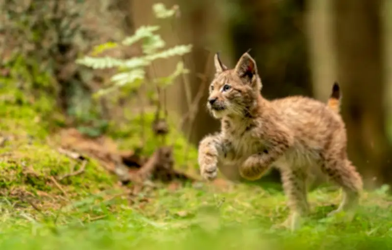 Le retour du lynx boréal en Europe : une recolonisation fragile mais prometteuse