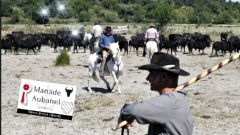 Le Rotary-club organise une ferrade solidaire pour soutenir un collège-lycée alternatif