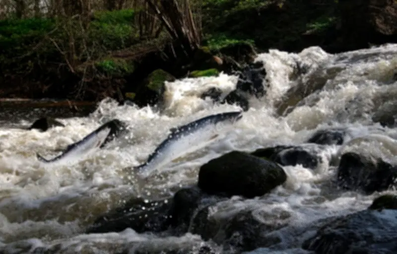 Le saumon atlantique sauvage en France : l'urgence de restaurer la libre circulation des rivières