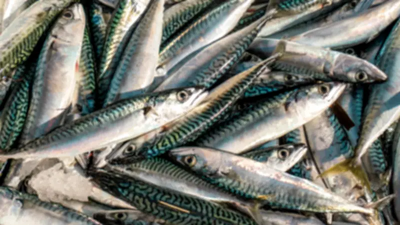 Le sénateur du Gard Laurent Burgoa s'oppose au nouveau quota de maquereaux pour la pêche de loisir