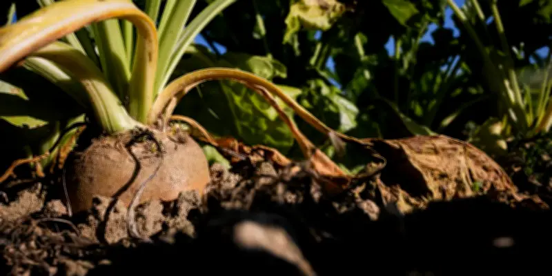 Le sucre roux australien s'apprête à inonder le marché européen